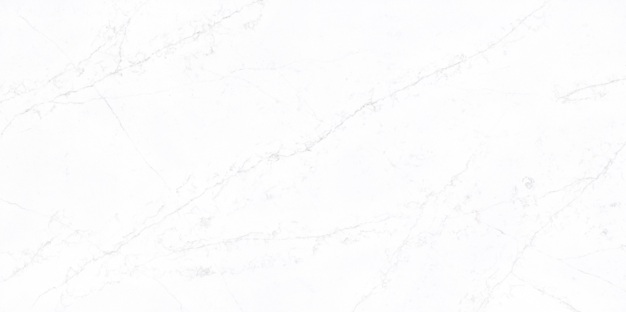 white swan